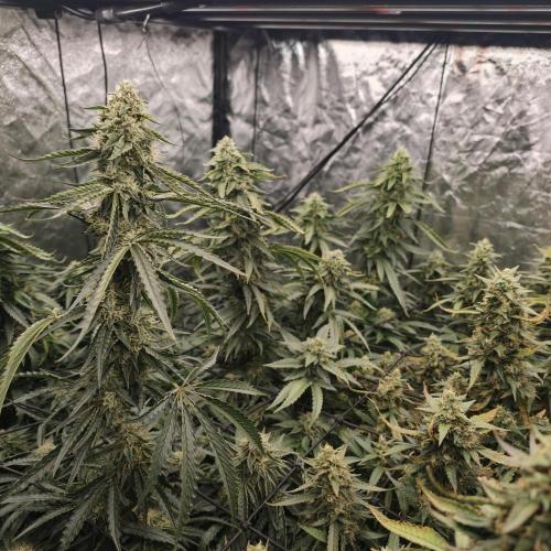 Dark Nectar, Leepa & Schummi Light. Week 10