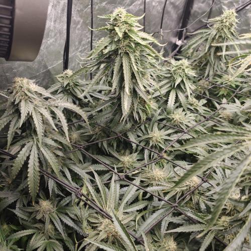 Dark Nectar, Leepa & Schummi Light. Week 10