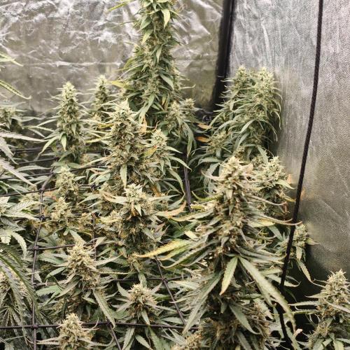 Dark Nectar, Leepa & Schummi Light. Week 10