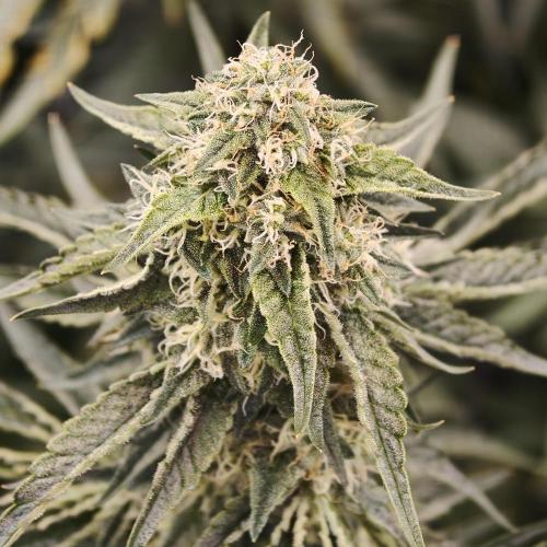 Dark Nectar, Leepa & Schummi Light. Week 10