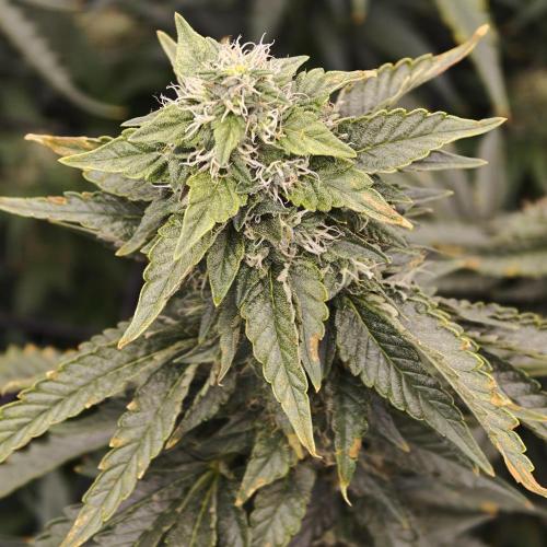Dark Nectar, Leepa & Schummi Light. Week 10