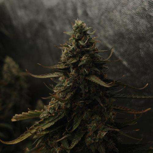 Dark Nectar, Leepa & Schummi Light. Week 11