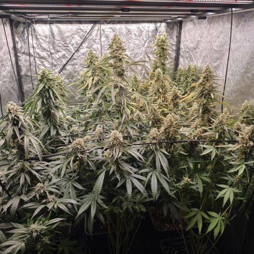 Dark Nectar, Leepa & Schummi Light. Week 11
