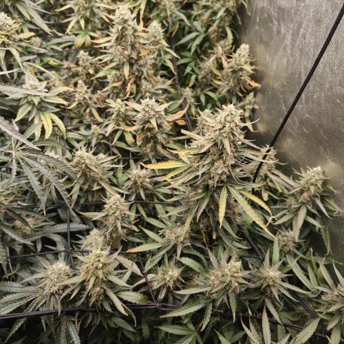 Dark Nectar, Leepa & Schummi Light. Week 11