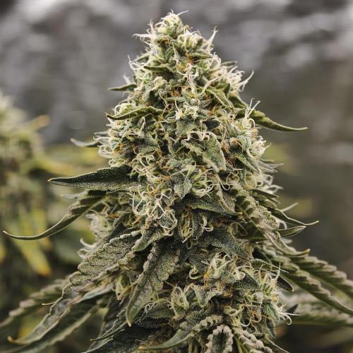 Dark Nectar, Leepa & Schummi Light. Week 11