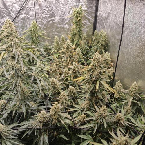 Dark Nectar, Leepa & Schummi Light. Week 11