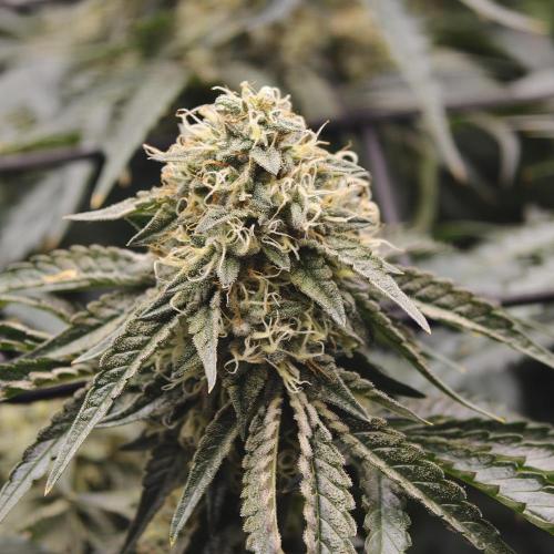 Dark Nectar, Leepa & Schummi Light. Week 11