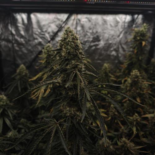 Dark Nectar, Leepa & Schummi Light. Week 11