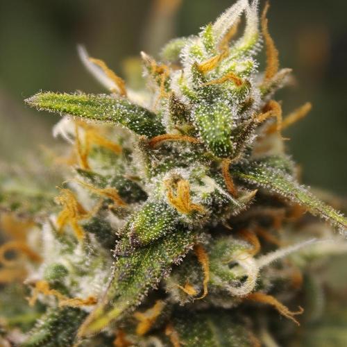 Dark Nectar, Leepa & Schummi Light. Week 11