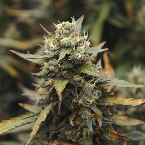 Dark Nectar, Leepa & Schummi Light. Week 11
