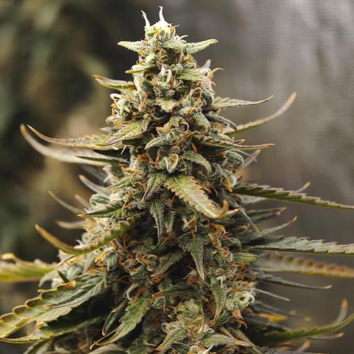 Dark Nectar, Leepa & Schummi Light. Week 11