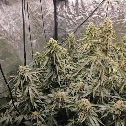 Dark Nectar, Leepa & Schummi Light. Week 11