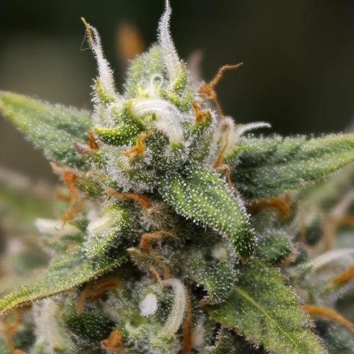 Dark Nectar, Leepa & Schummi Light. Week 11
