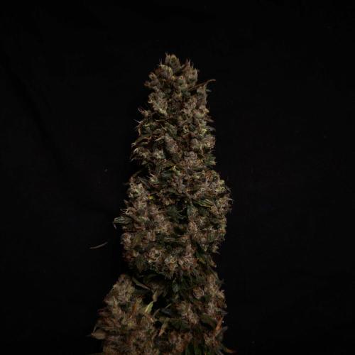 Dark Nectar, Leepa & Schummi Light. Week 12
