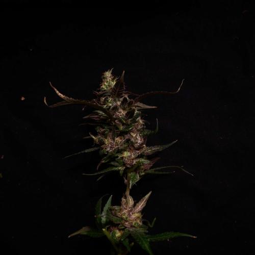 Dark Nectar, Leepa & Schummi Light. Week 12