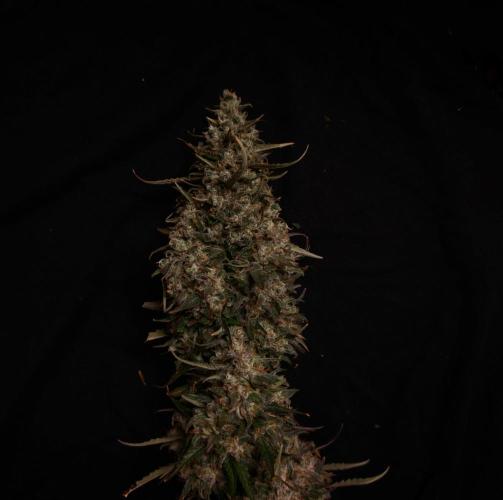 Dark Nectar, Leepa & Schummi Light. Week 12