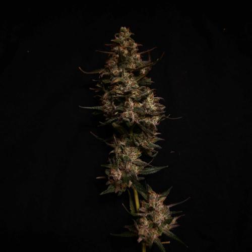 Dark Nectar, Leepa & Schummi Light. Week 12