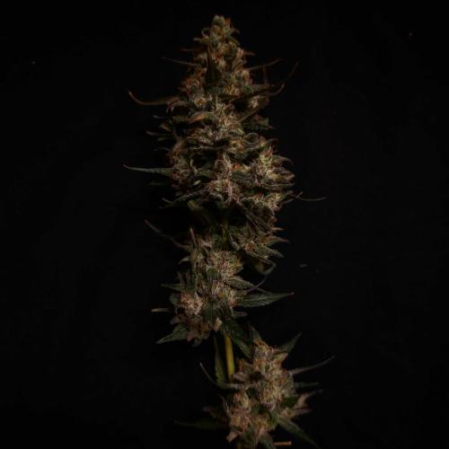 Dark Nectar, Leepa & Schummi Light. Week 12