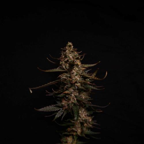 Dark Nectar, Leepa & Schummi Light. Week 12