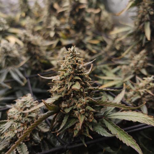 Dark Nectar, Leepa & Schummi Light. Week 12