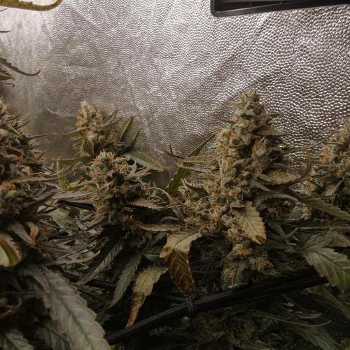 Dark Nectar, Leepa & Schummi Light. Week 12