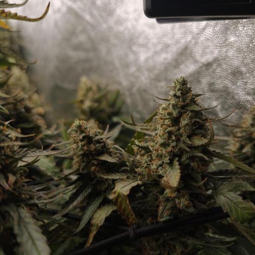 Dark Nectar, Leepa & Schummi Light. Week 12