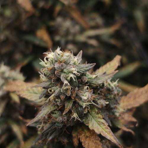 Dark Nectar, Leepa & Schummi Light. Week 12