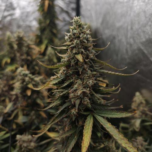 Dark Nectar, Leepa & Schummi Light. Week 12