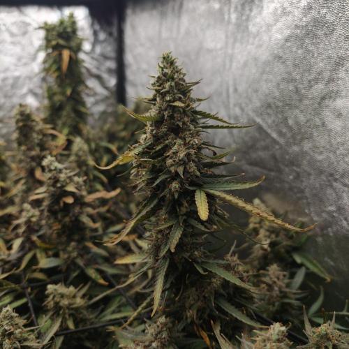 Dark Nectar, Leepa & Schummi Light. Week 12