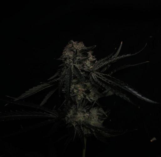 Dark Nectar, Leepa & Schummi Light. Week 13