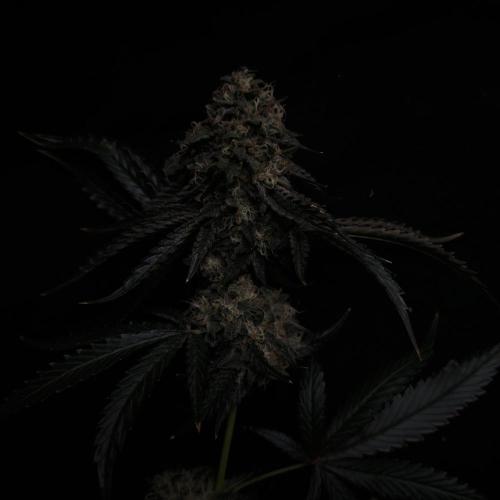 Dark Nectar, Leepa & Schummi Light. Week 13