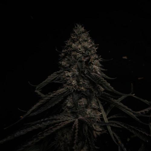 Dark Nectar, Leepa & Schummi Light. Week 13