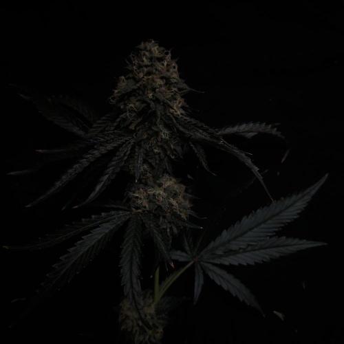 Dark Nectar, Leepa & Schummi Light. Week 13
