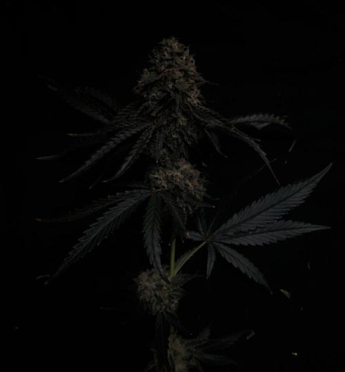 Dark Nectar, Leepa & Schummi Light. Week 13