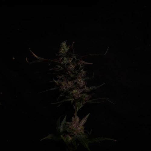 Dark Nectar, Leepa & Schummi Light. Week 13