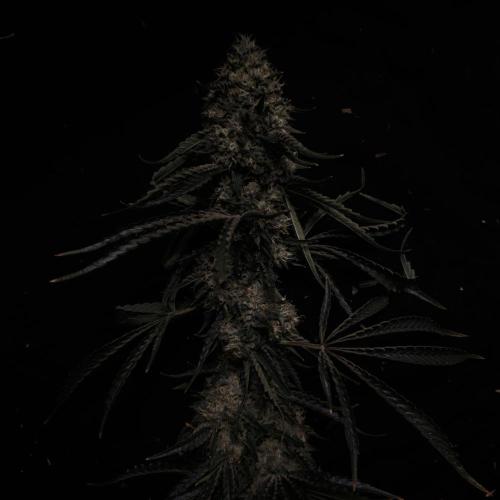 Dark Nectar, Leepa & Schummi Light. Week 13
