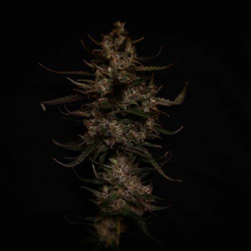 Dark Nectar, Leepa & Schummi Light. Week 13