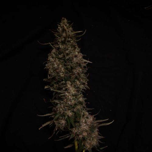 Dark Nectar, Leepa & Schummi Light. Week 13