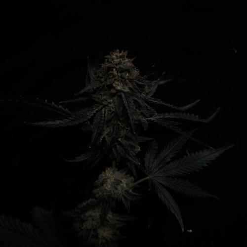 Dark Nectar, Leepa & Schummi Light. Week 13