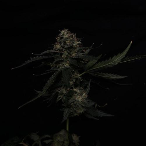 Dark Nectar, Leepa & Schummi Light. Week 14