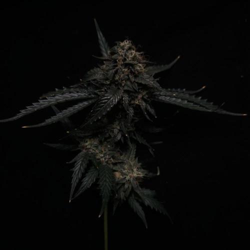 Dark Nectar, Leepa & Schummi Light. Week 14