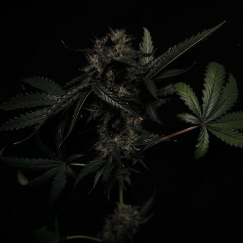 Dark Nectar, Leepa & Schummi Light. Week 14