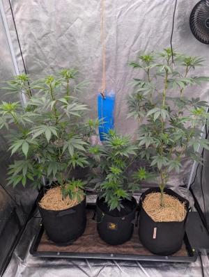 Comment by Whatupdoegrow photo #1