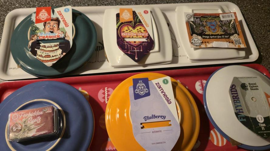 Winterseason 2025 .. only Automatics. Week 0 - 24 Stunden später die angequellten Samen in nasse Papiertücher gewechselt ...