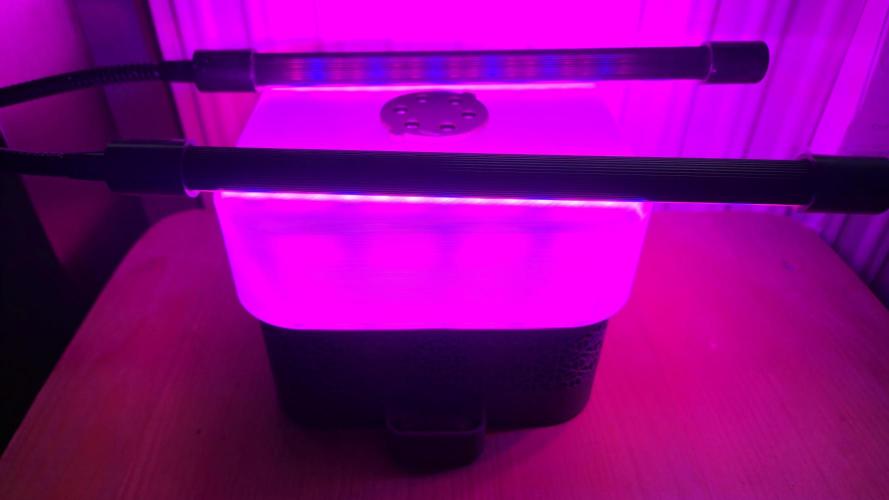 Winterseason 2025 .. only Automatics. Week 0 - Nach 24 Stunden kommen die Samen zum Anwurzeln in den "Starter"