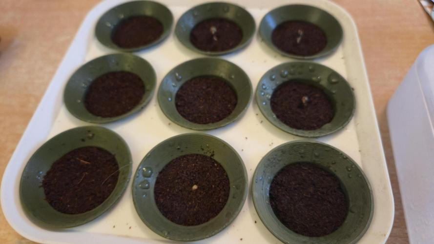 Winterseason 2025 .. only Automatics. Week 0 - 1 Tag später lassen sich die ersten Sämlinge blicken ...