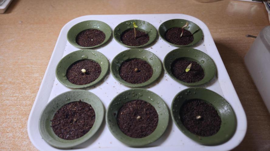 Winterseason 2025 .. only Automatics. Week 0 - Nochmal einen Tag darauf haben es schon fast alle geschafft ...