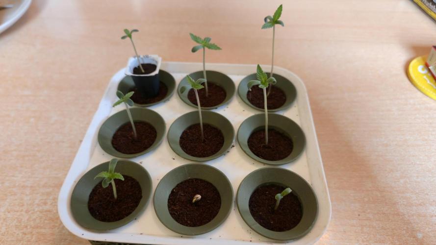 Winterseason 2025 .. only Automatics. Week 0 - Nach einer Woche können 8 von 9 Keimlinge in ihren finalen Topf ...