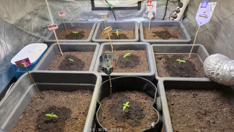 Winterseason 2025 .. only Automatics. Week 1