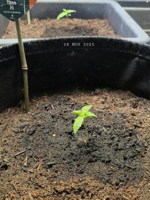 Winterseason 2025 .. only Automatics. Week 1